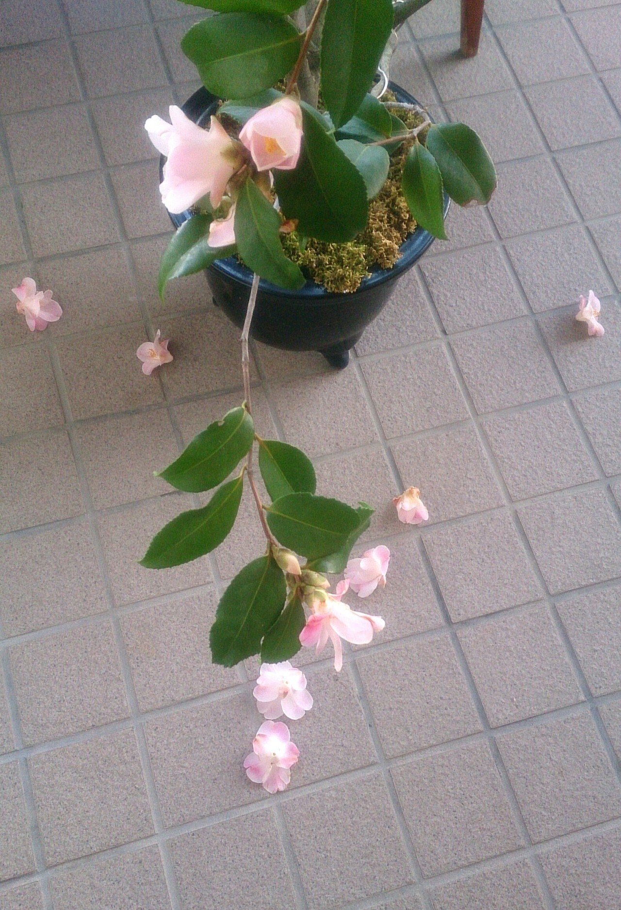 ほろほろと落ちる椿 Fotograzie Note
