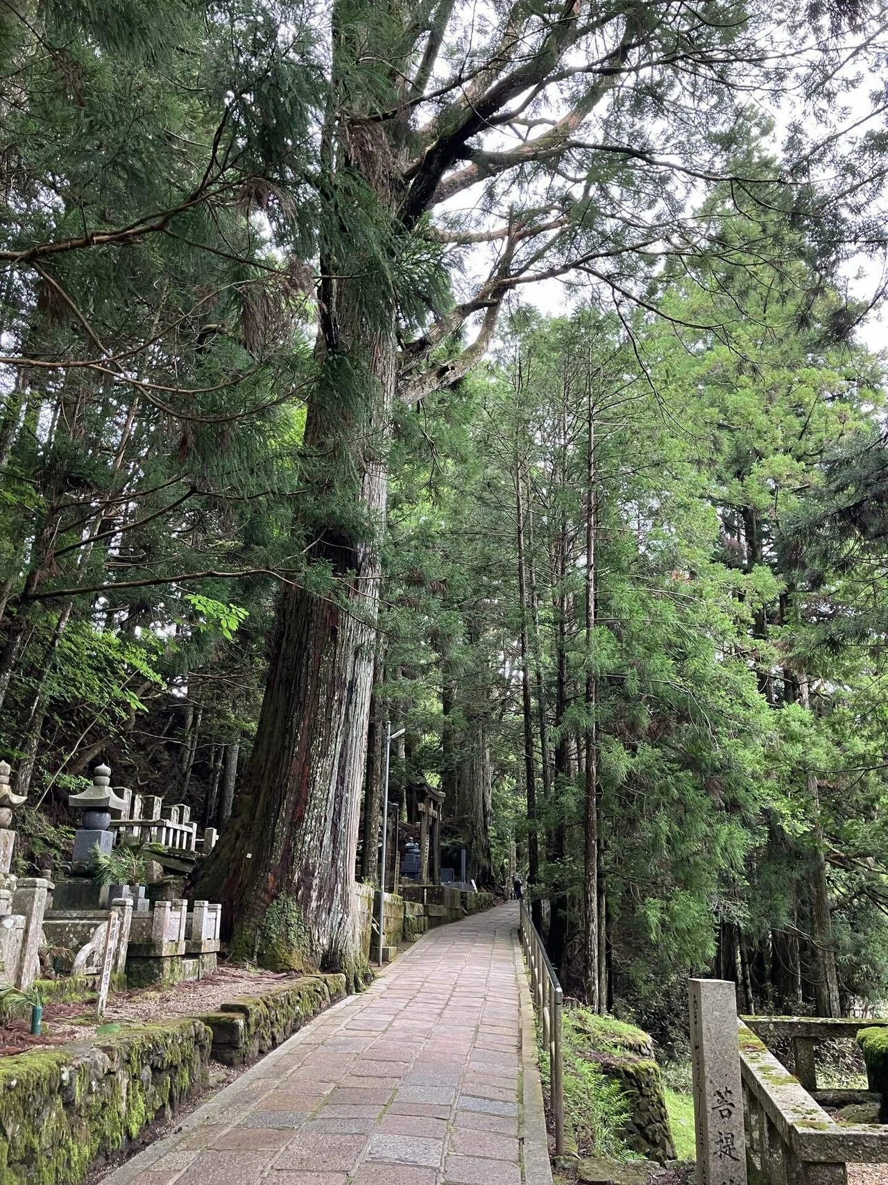 高野山で重森三玲を見たい旅：10 最終回 再びの奥の院と西南院カフェ