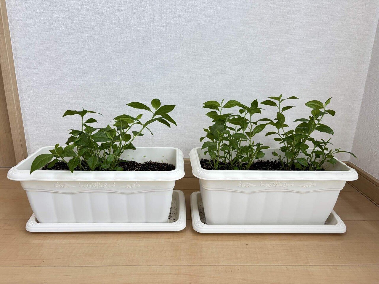 藍にふれる、夏のひととき｜Keika