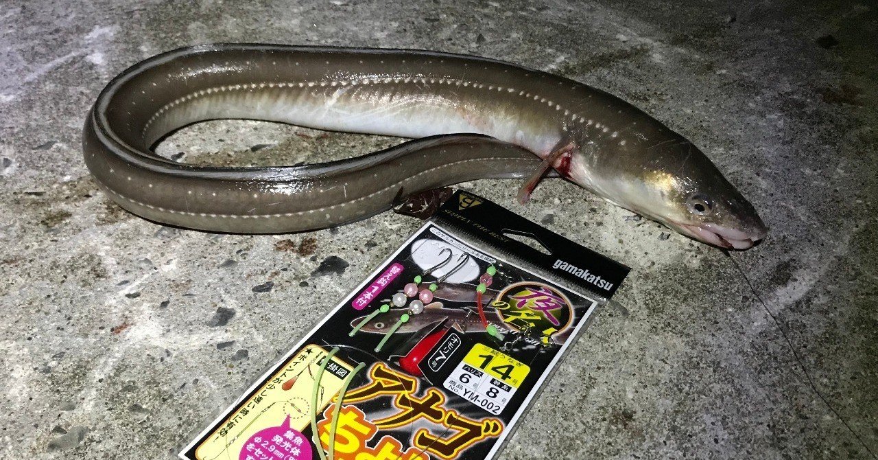 夏の夜はアナゴで決まり 工業港周辺で極太サイズ 石巻days 未来都市の生き方 Note