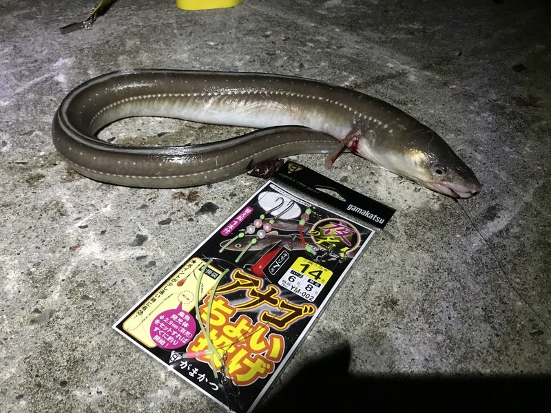 夏の夜はアナゴで決まり 工業港周辺で極太サイズ 石巻days 未来都市の生き方 Note 夏の夜はアナゴで決まり 工業港周辺で極太サイズ 石巻days 未来都市の生き方 Note