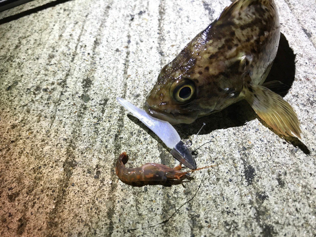 警戒心が強い魚に対応 決め手はワインド釣法 石巻days 石巻日日新聞社公式 Note