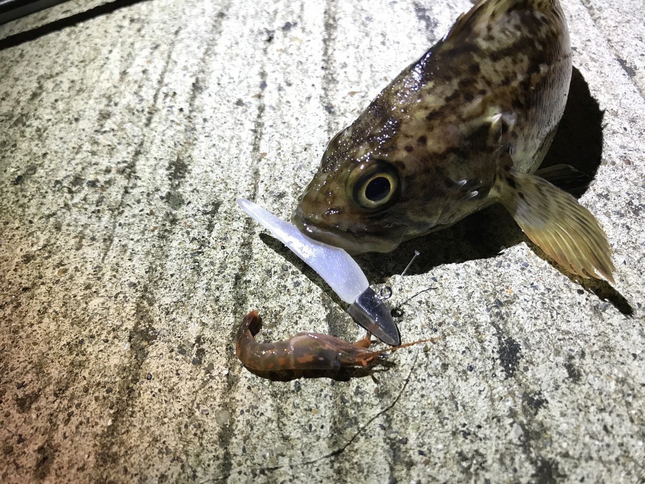警戒心が強い魚に対応 決め手はワインド釣法 石巻days 未来都市の生き方 Note