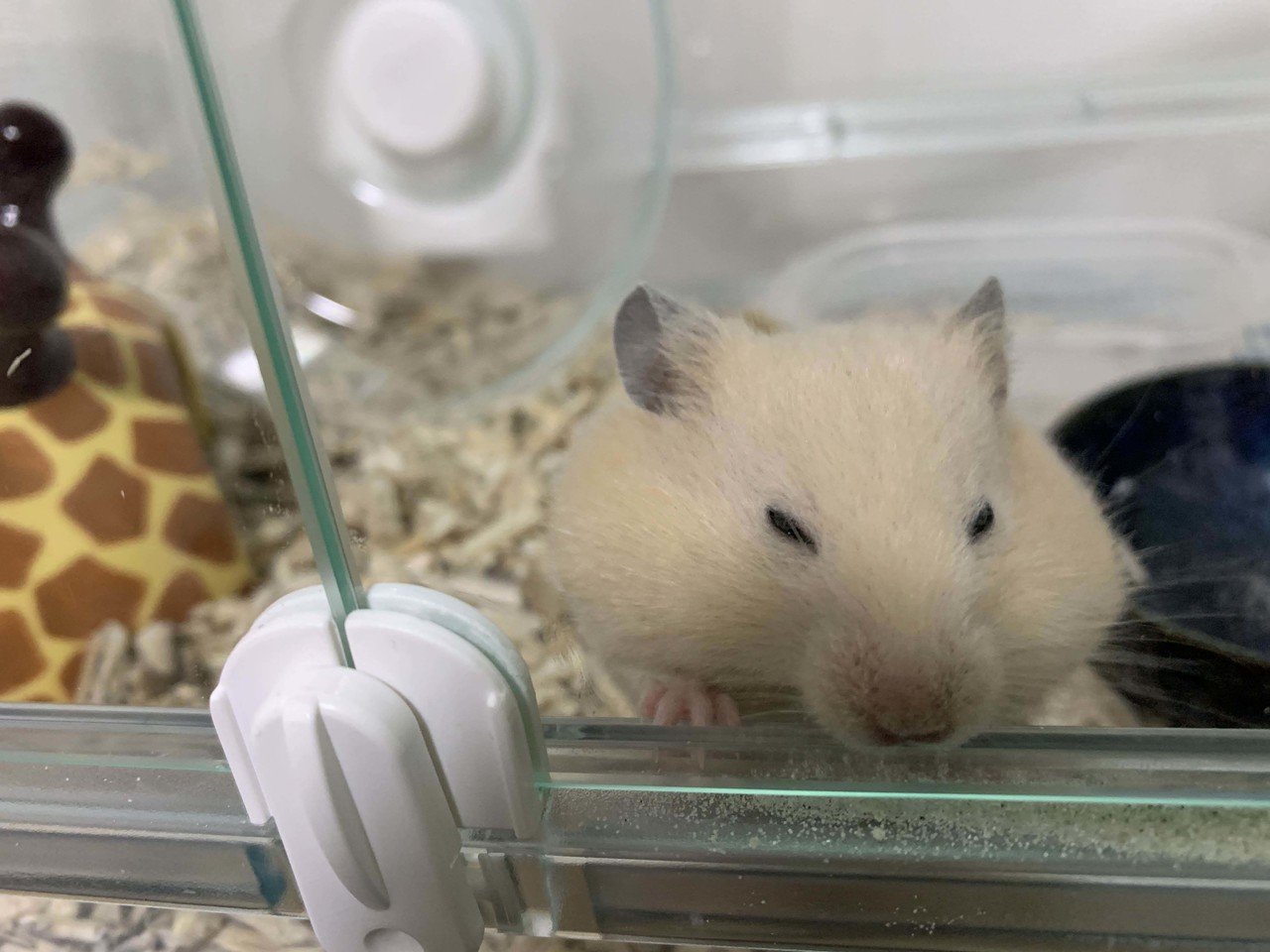 新しい家族が増えました キンクマハムスターの 宙 ちゅう さんです 生後2ヵ月の男の子 子供のいない我が家では 早速アイドルと化してます 生き物苦手な夫ですが 宙さんにはメロメロです よしはらふみえ Note