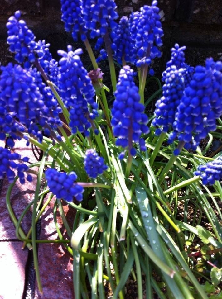 一度植えると毎年忘れずに咲いてくれる ムスカリ プチプチの青い小さい花がぶどうの房みたいにくっついています 花言葉は 明るい未来 来年 ムスカリが咲く頃には どんな楽しい未来が待ってるのでしょう えんぴつの芯 Note