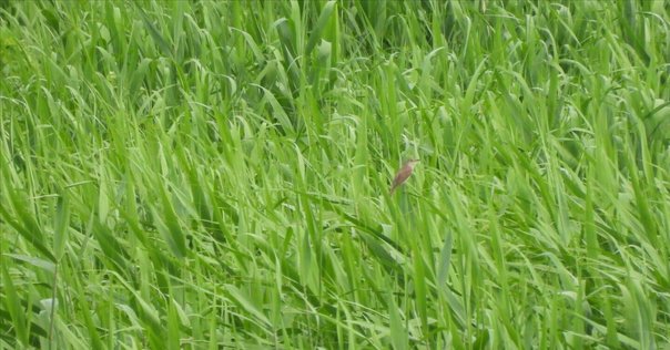 定本野鳥記 第1巻から8巻まで8冊セット 中西悟堂野鳥と共に鳥を語るとう 野鳥記コレクション［Ⅰ］野鳥と共に | 中西 悟堂 |本 | 通販