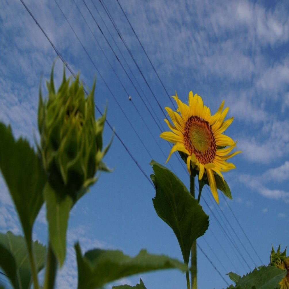 ひまわり 咲き始め ～｜g_hiro_510