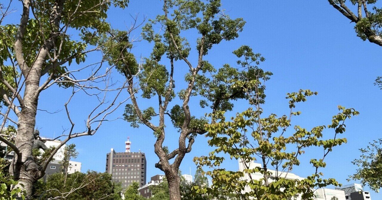 樹木医学 独自に「樹木医」に鑑定をお願いしました。｜大阪市の街路樹撤去