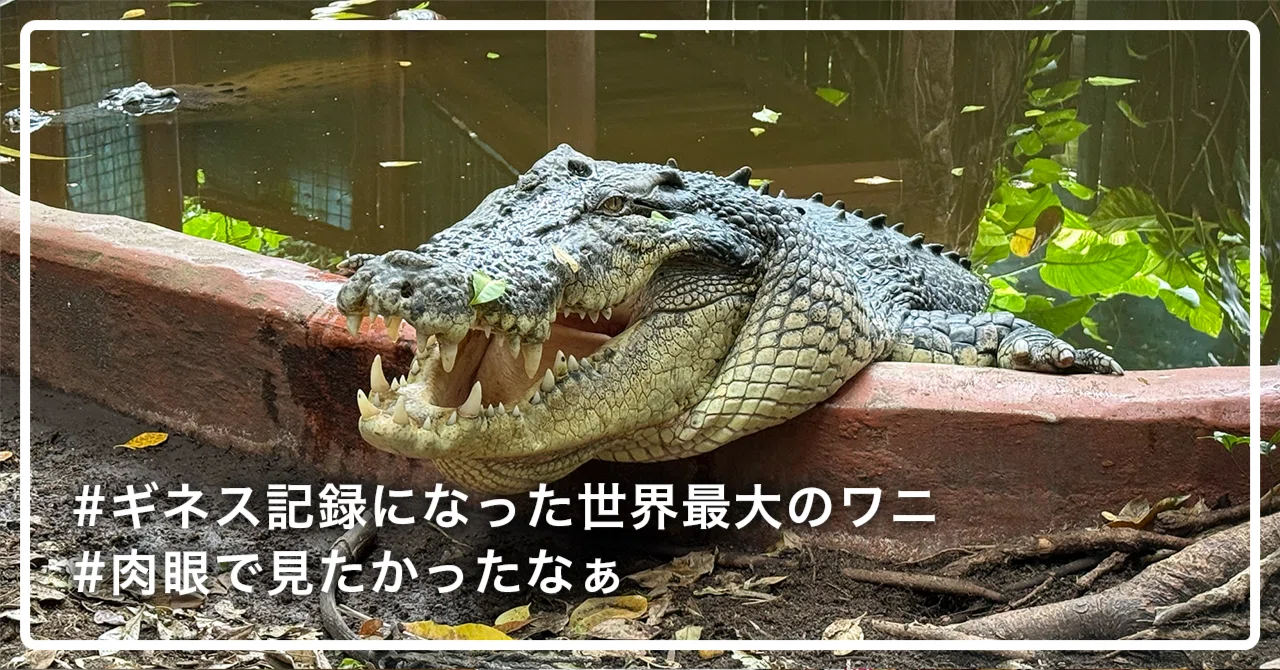 🇦🇺ケアンズ子連れ旅 2025】🐊カシウスくん死んでっし！！！旅先優先
