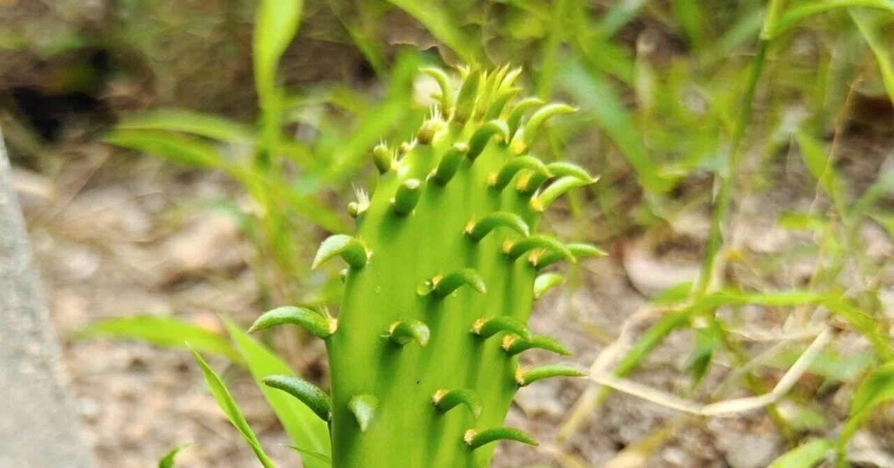 サボテンのトゲは、もともと葉っぱなんですね｜かえる