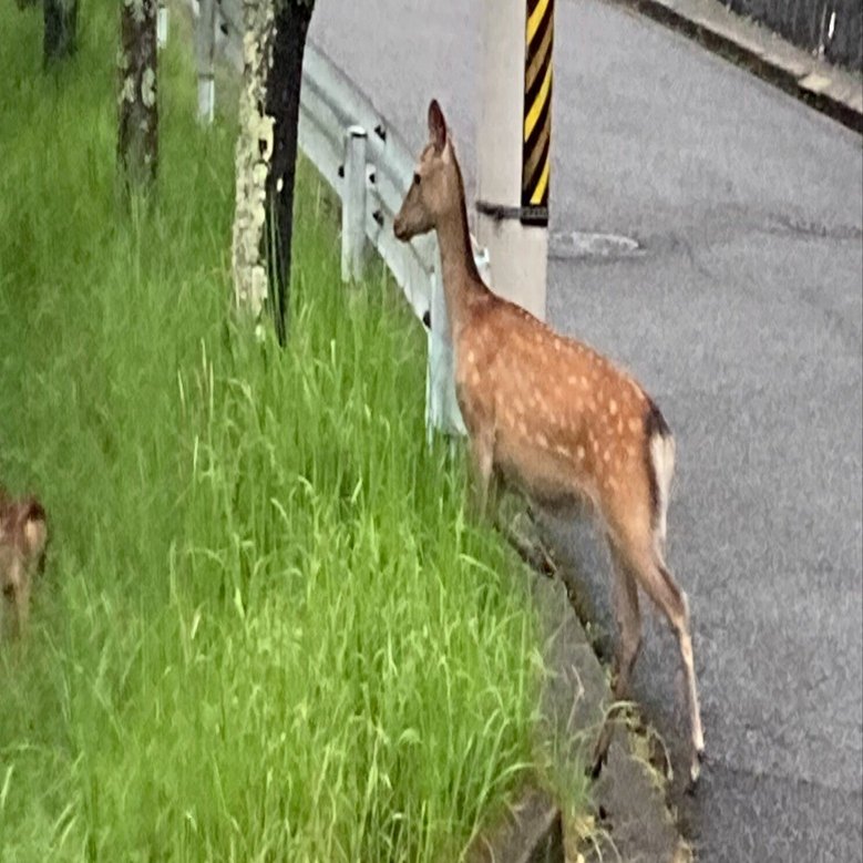 広島の実家の前に鹿が出た｜読書ナリ（dokushonary）