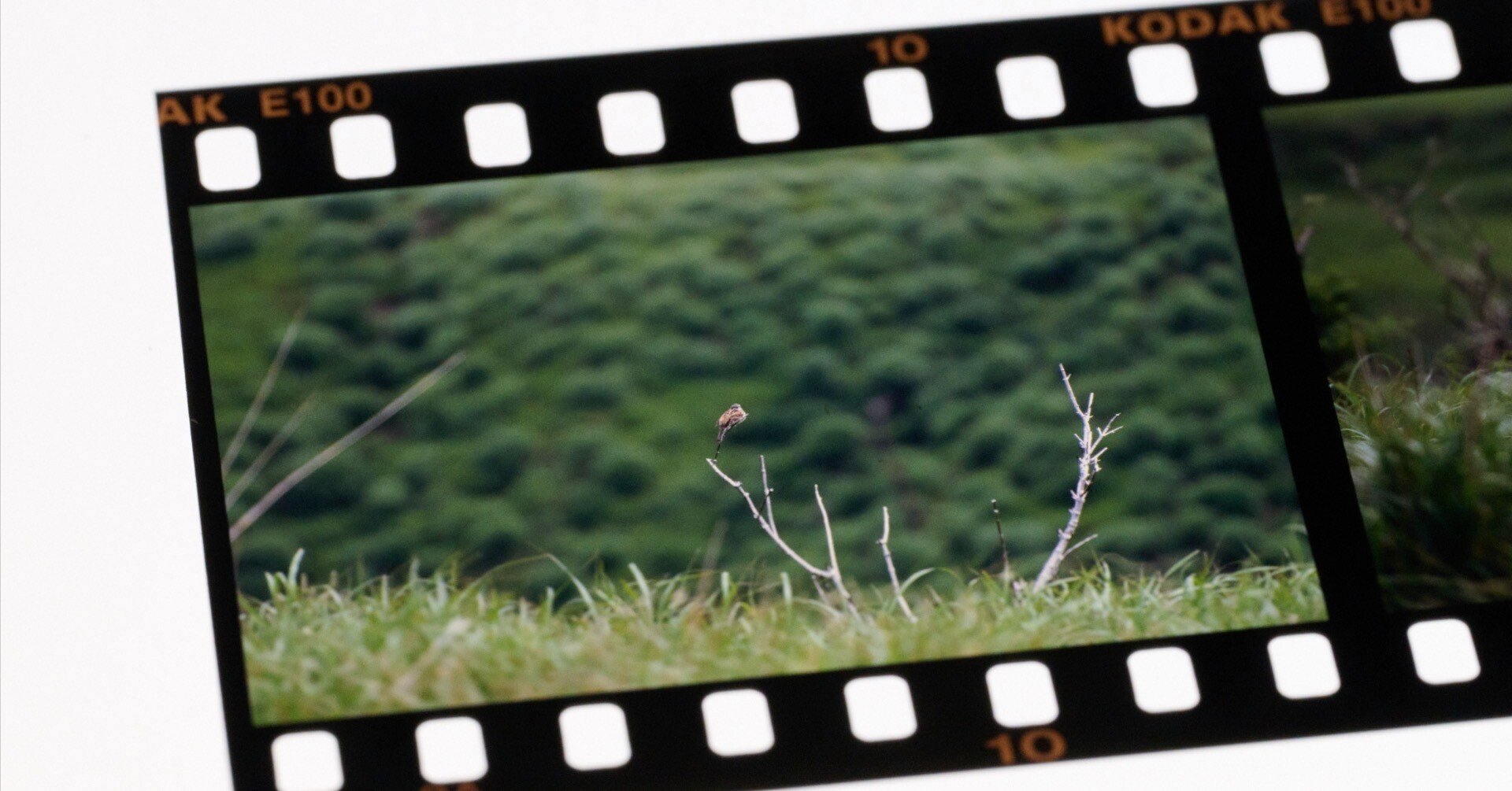 リバーサルフィルムでしか基本撮らない｜岩崎浩文 / 武者返し.com