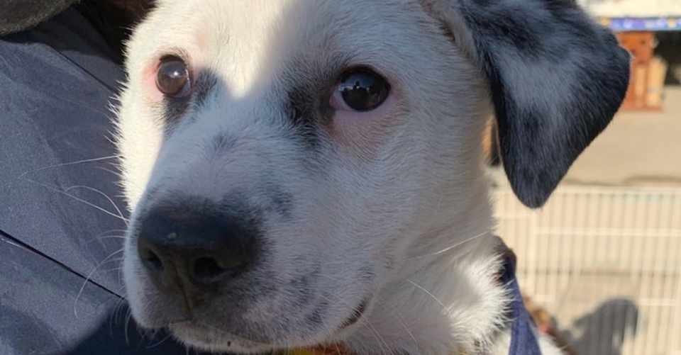 動物愛護団体のボランティア活動内容 シスト 犬の心理学研究員 Note