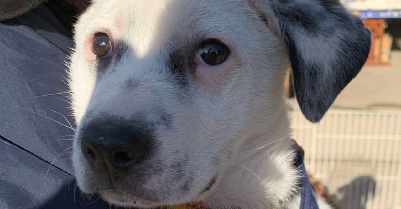 動物愛護団体のボランティア活動内容 シスト 犬の心理学研究員 Note