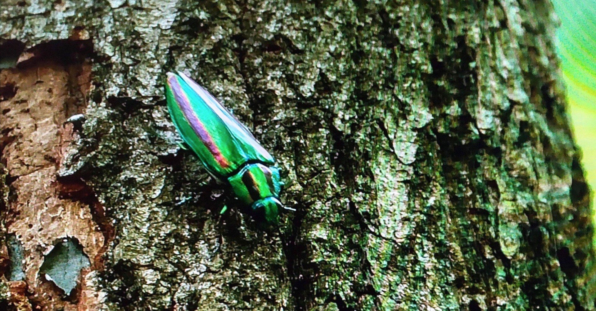 b035b62dad2841a4927ae9b6a0febf