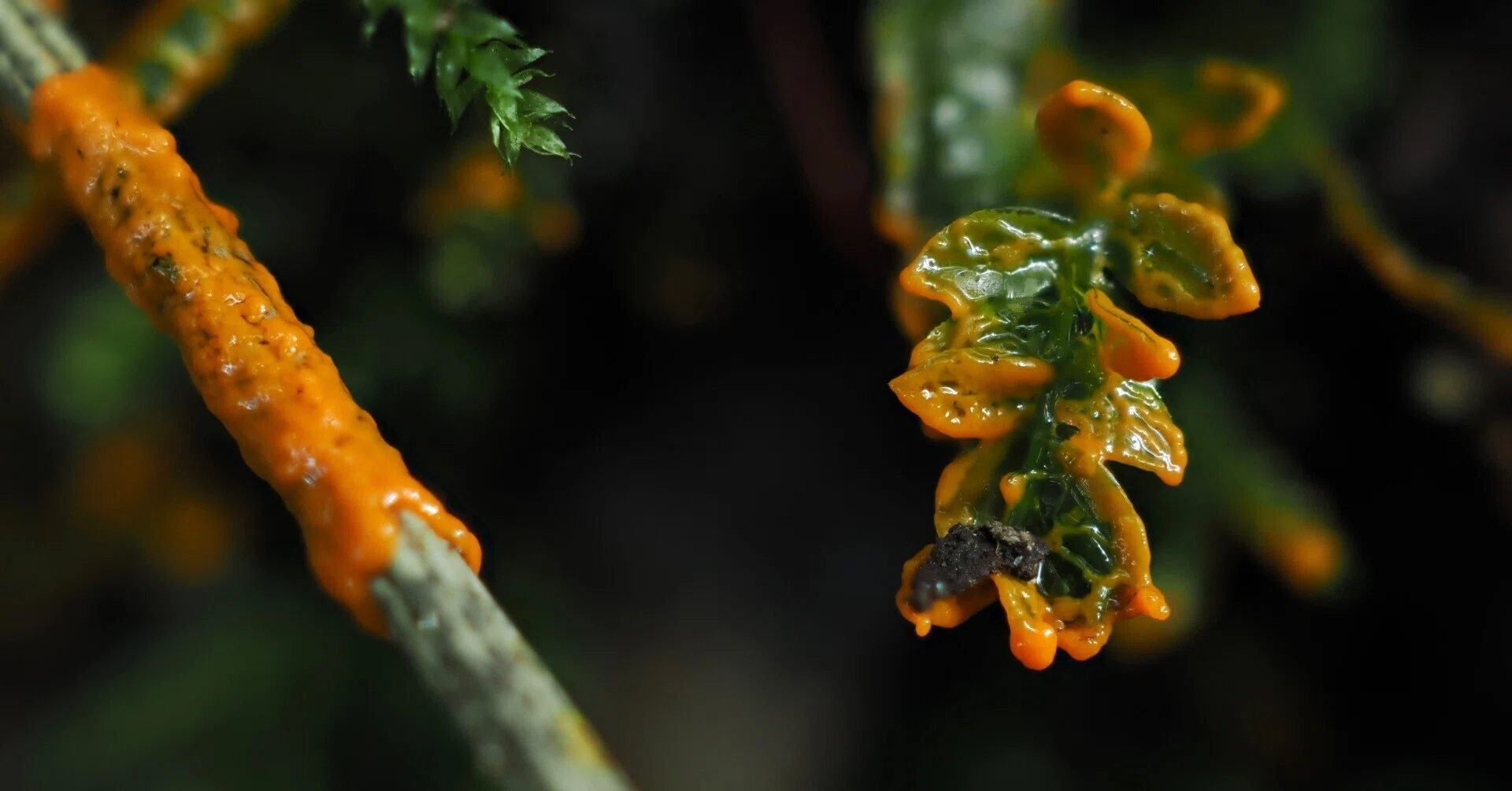 The Mysterious Slime Mold Part 4｜奥入瀬日和@星野リゾート