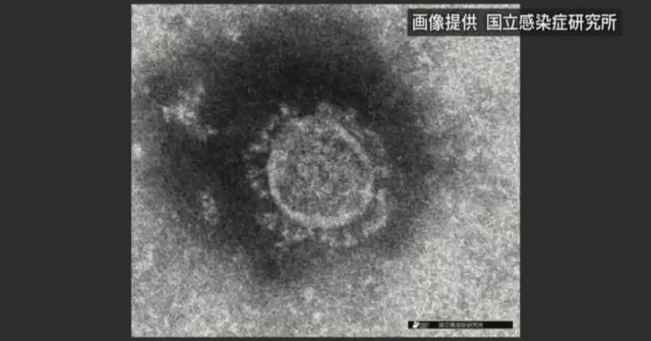 新型コロナウイルス Covid 19 の再感染or再燃時の重症化は デング熱におけるade 抗体依存性感染増強現象 と類似 カエルのまとめ Note