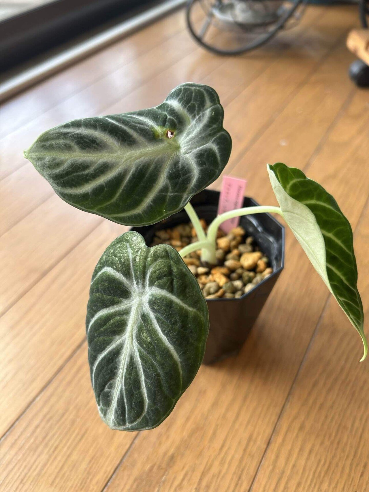 観葉植物】もうアロカシアを枯らしたくない【育て方】｜non@植物狂