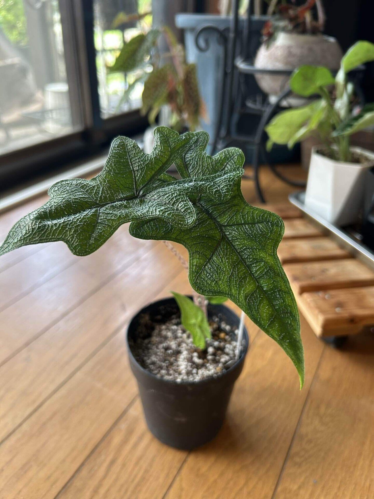 観葉植物】もうアロカシアを枯らしたくない【育て方】｜non@植物狂