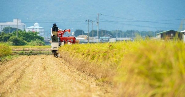 お米5キロ2,000円」はホントに実現するのか？｜足立 明穂