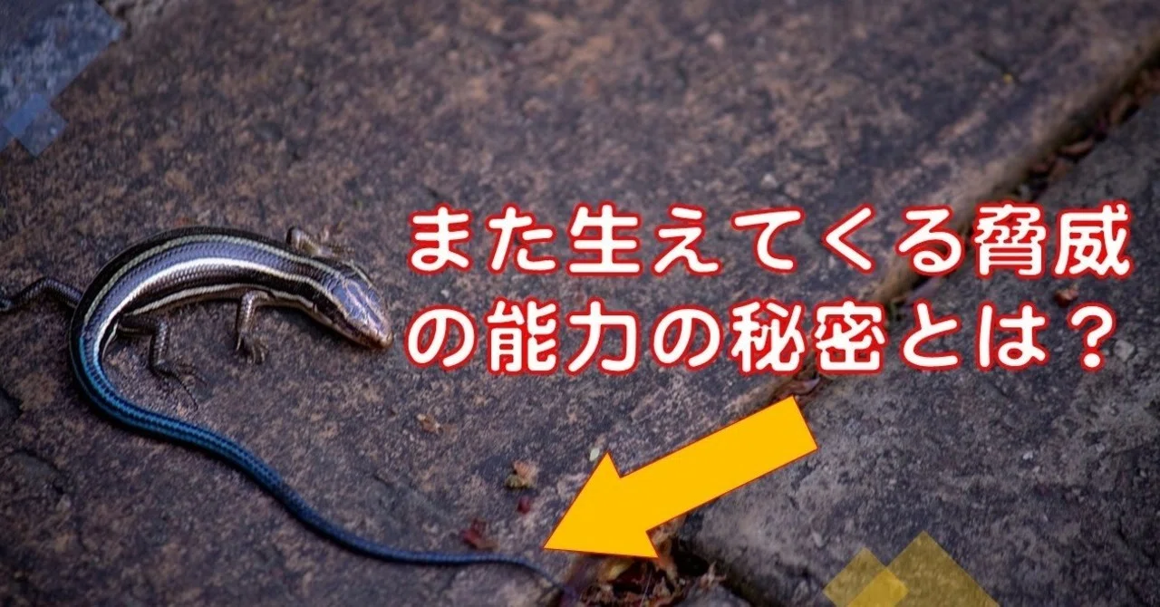 なぜトカゲのしっぽは生えてくる？ その仕組みに迫る！｜オモシロ