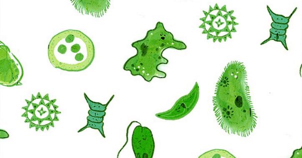 細胞の分子生物学、8年ぶりの改訂第7版。｜Rami (رامي)