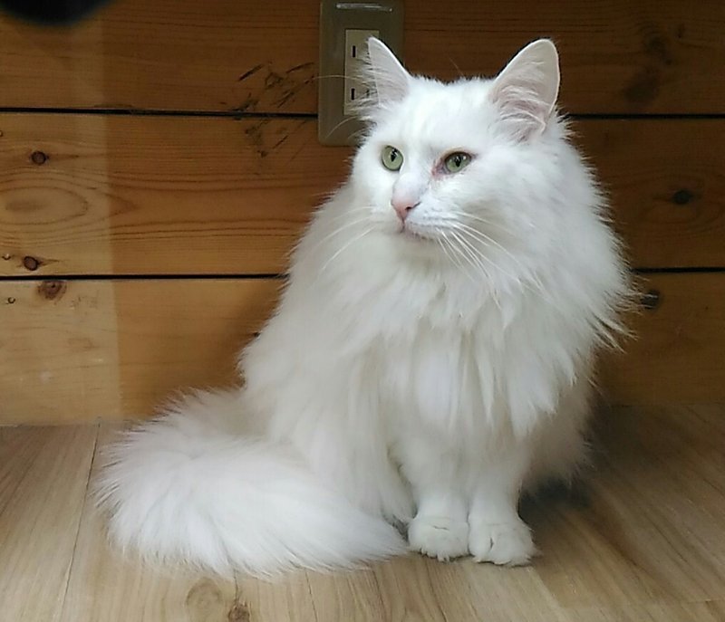 猫カフェ 森の猫 Pato S Cafe さんにて一休み ゲンさん Note 猫カフェ 森の猫 Pato S Cafe さんにて一休み ゲンさん Note