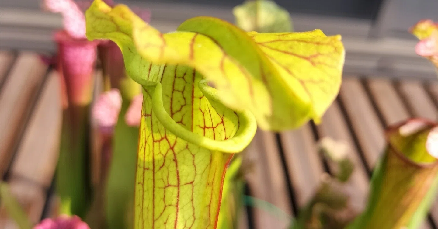 食虫植物の近況3｜ふできょ