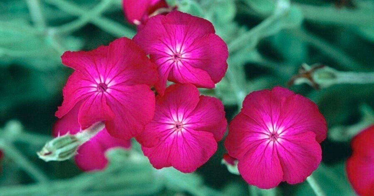花の名随筆 7 七月の花 花の名随筆 7 七月の花