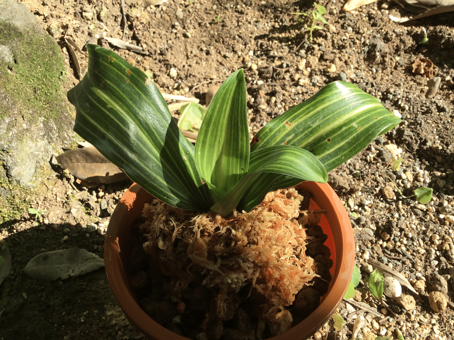 新加入〜⭐️万年青（オモト）。 名前は分かんないけど、縞斑？入りの