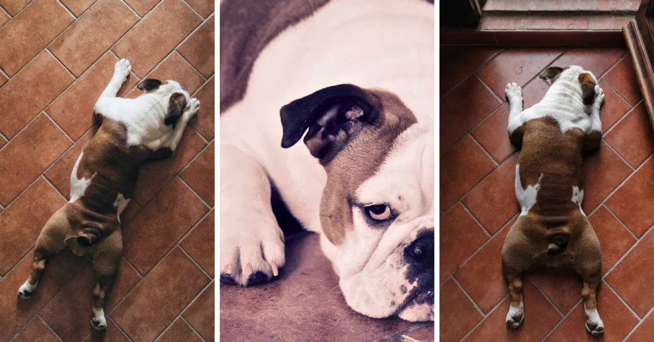It is almost destiny for dogs to stick to tiles｜セラコア