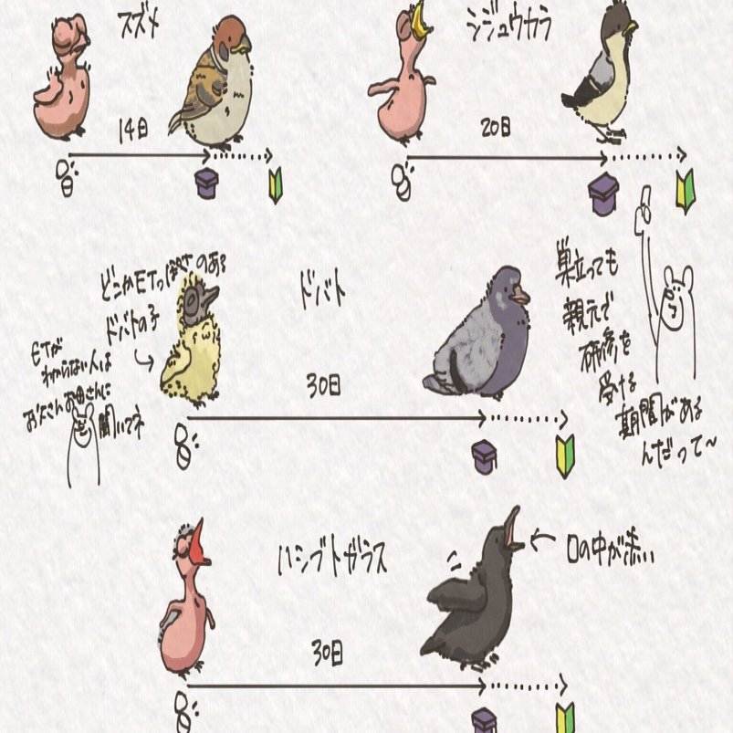 週刊】自然ガイドと街歩き｜鳥たちが育つ日数しらべ｜くますけ｜自然