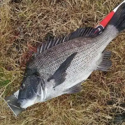 紀釣会