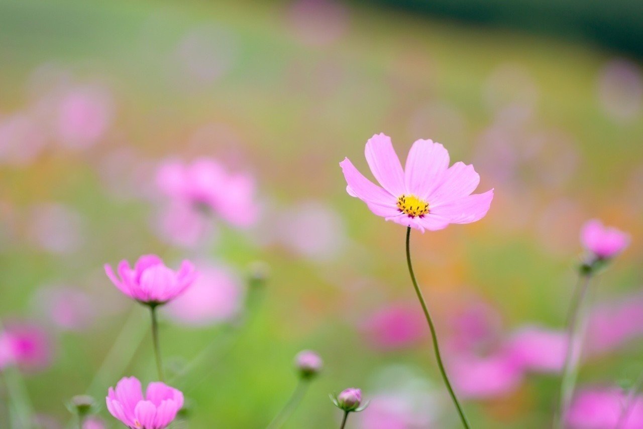 遠軽町のコスモス園 みその Note