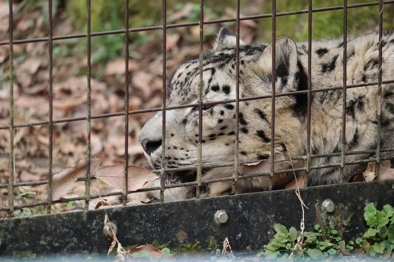 動物園の続き ユキヒョウ Mika Note