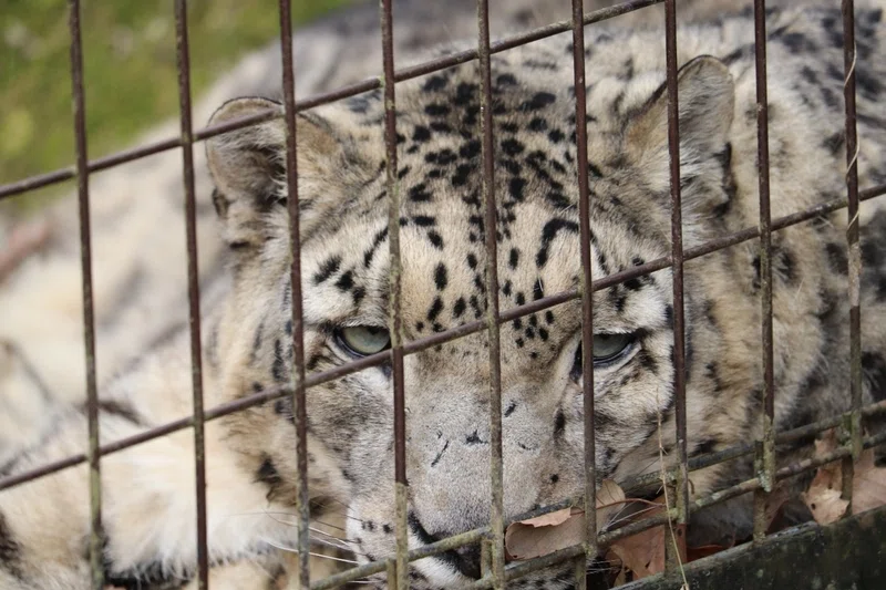 動物園の続き ユキヒョウ Mika Note