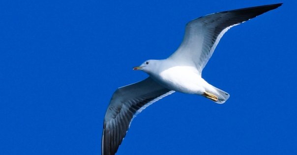 写真集レビュー【1】 / 野口里佳『鳥を見る』（中編