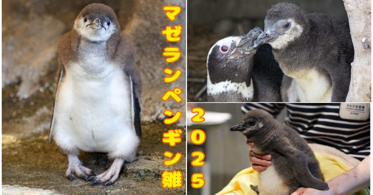 めでたい！今年誕生したマゼラン雛たち｜haru