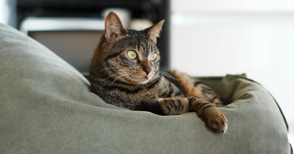 はるねこ - 講談社えほん通信｜講談社の絵本やイベント、読み