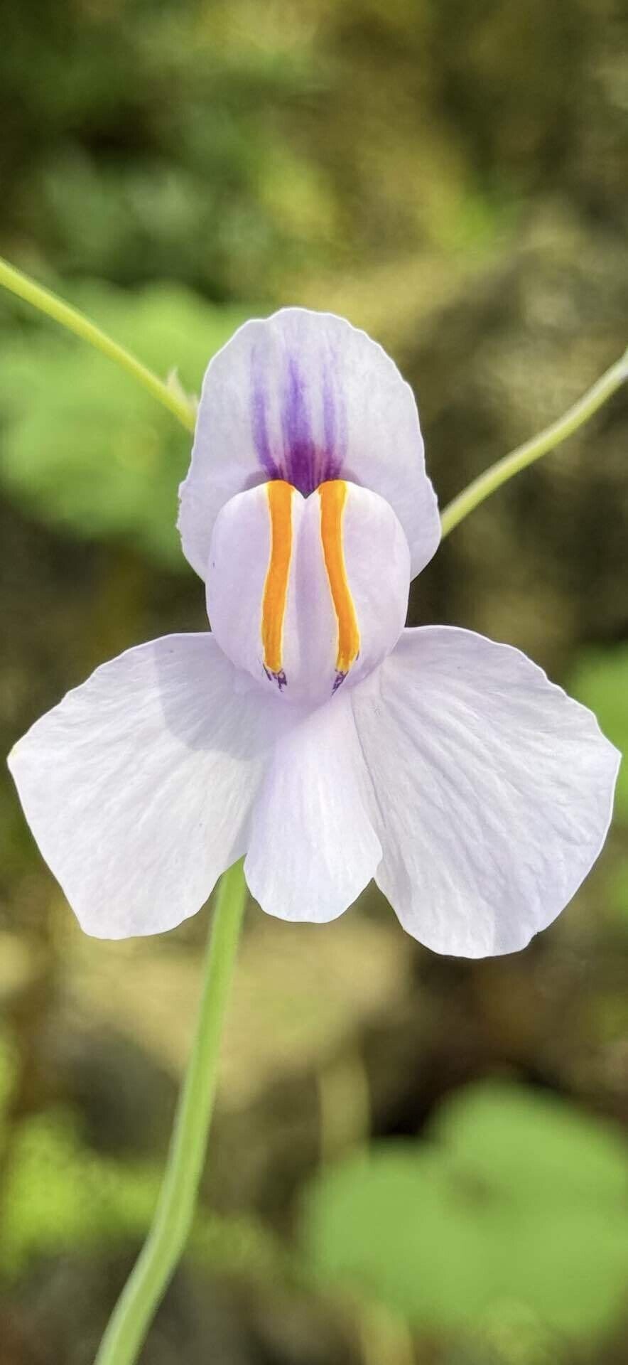 ウトリクラリア レニフォルミスな ミミカキグサの大型花は個性的