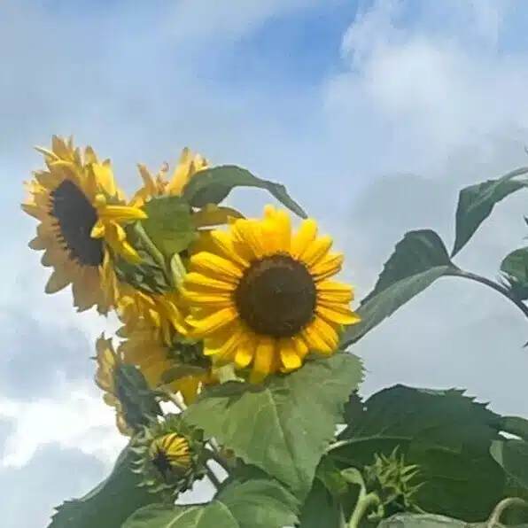 夏空
