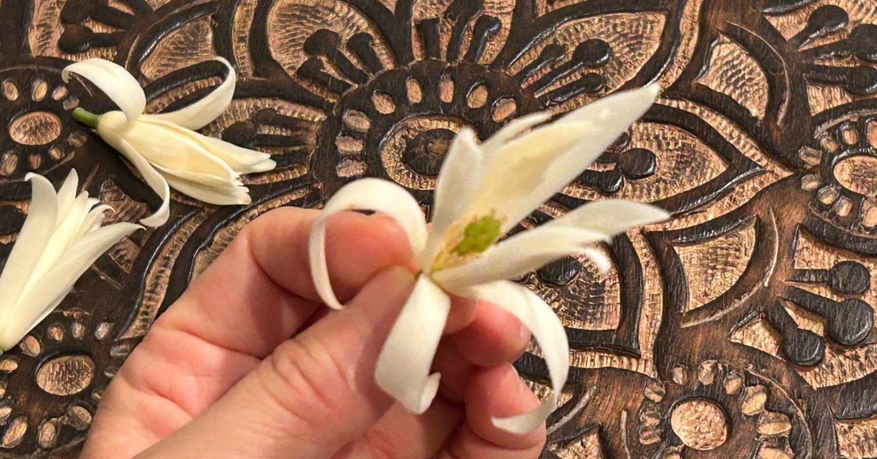 ホワイトチャンパカ（ギンコウボク）｜Scents of Earth ~aromatic life