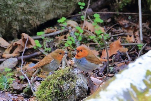第849回 日本三鳴鳥コマドリ 2回目 翆野 大地 Note