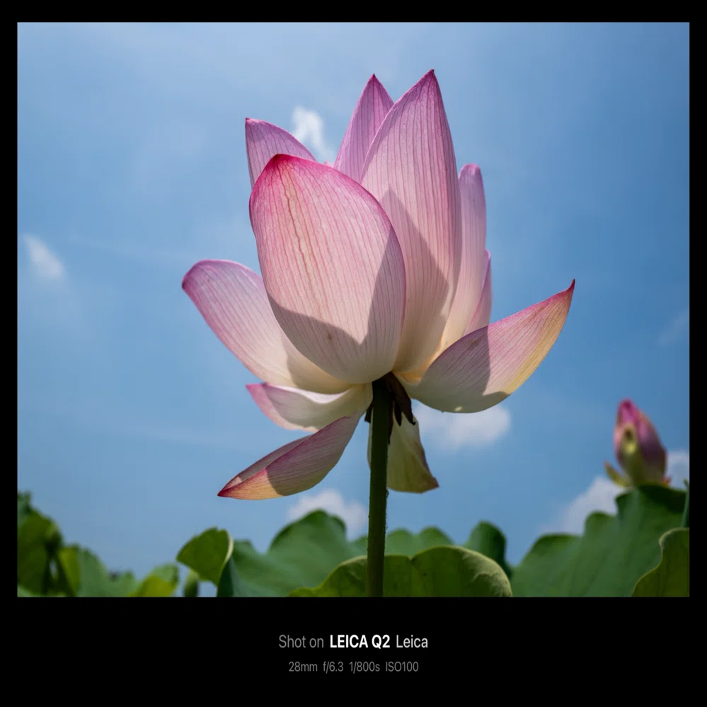 古代蓮の里 行田タワー / Ancient Lotus Park, Gyoda Tower【2025