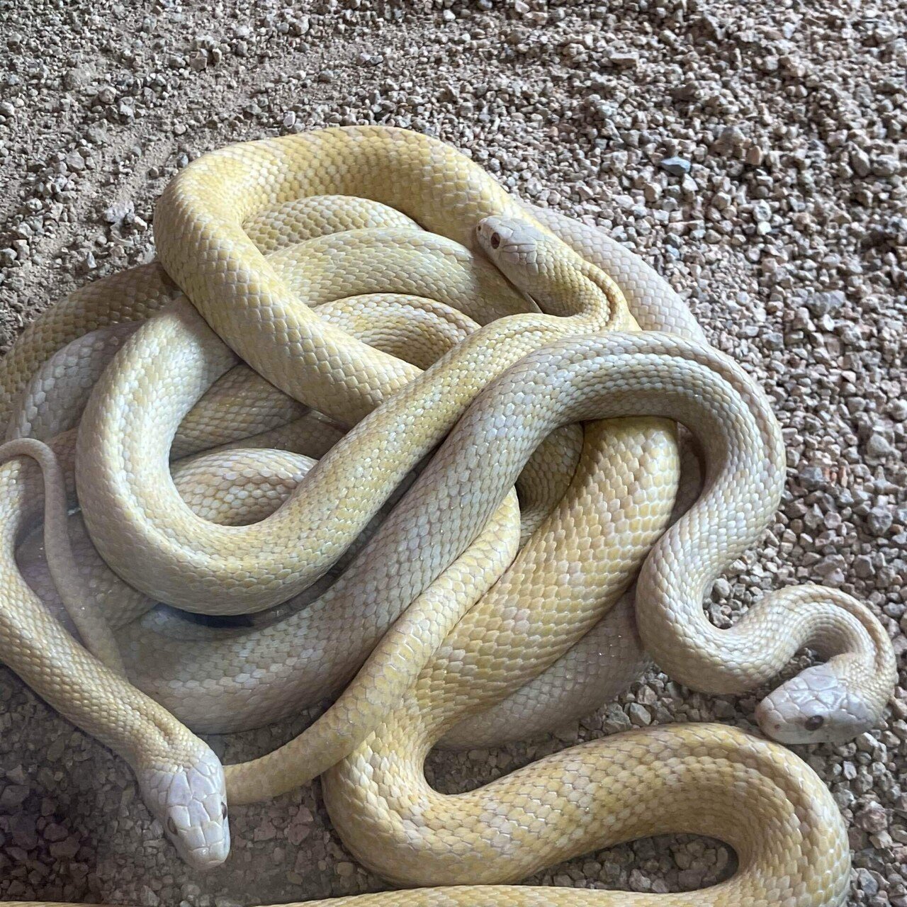 夫婦旅 錦帯橋〜白蛇をめぐる旅｜Hummingbirdkana