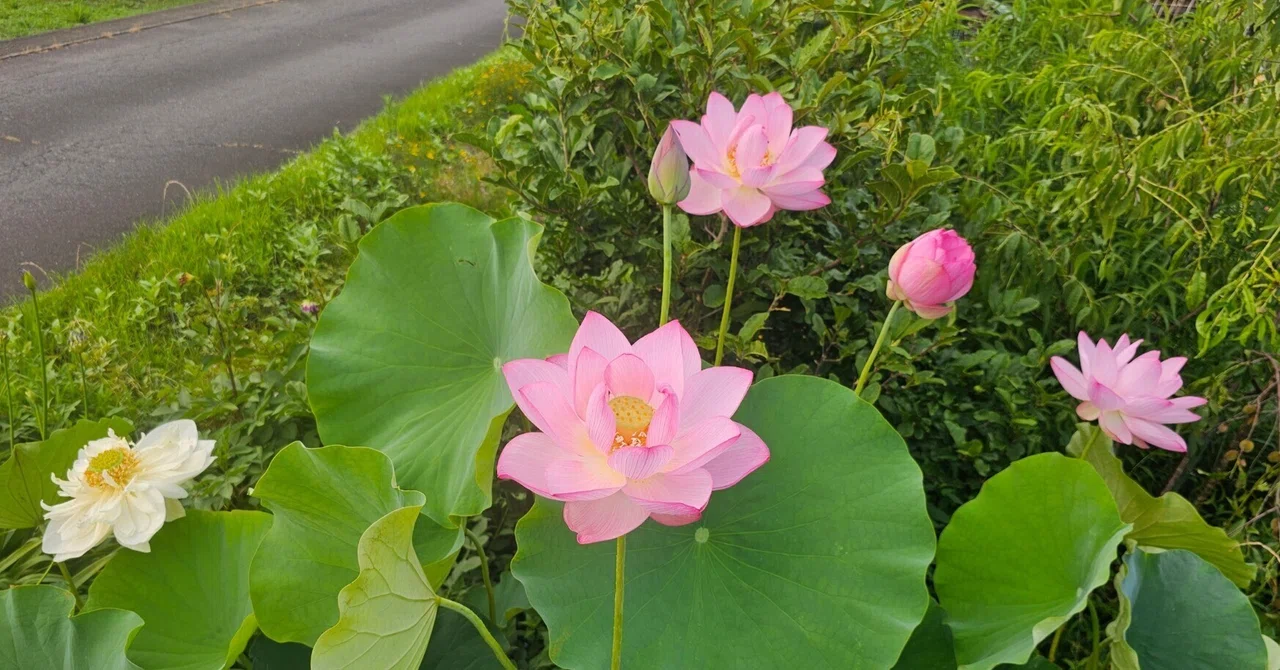 ハスの栽培日記その4 ハスの見頃｜破線