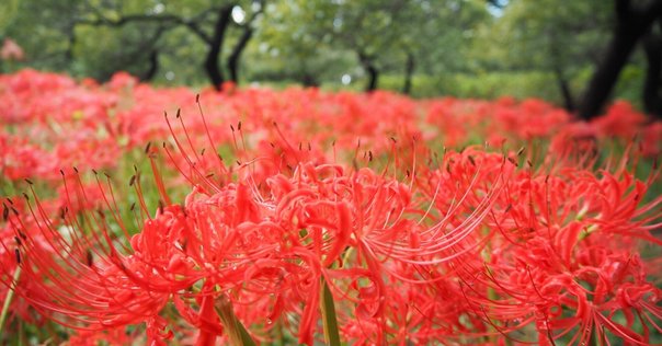 天界の曼珠沙華
小妻谷恵美子画集第3集 img_cache_d_865450_1_163186796