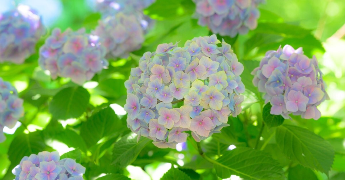ヤトッチ　紫陽花の花びら 紫陽花｜YUTA録