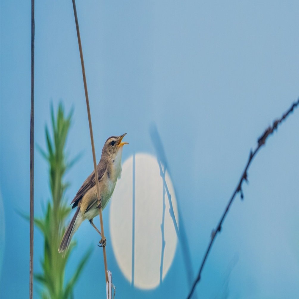 ソニー FE 400-800mm F6.3-8 G OSSで野鳥撮影｜TOLIMAN Hondα