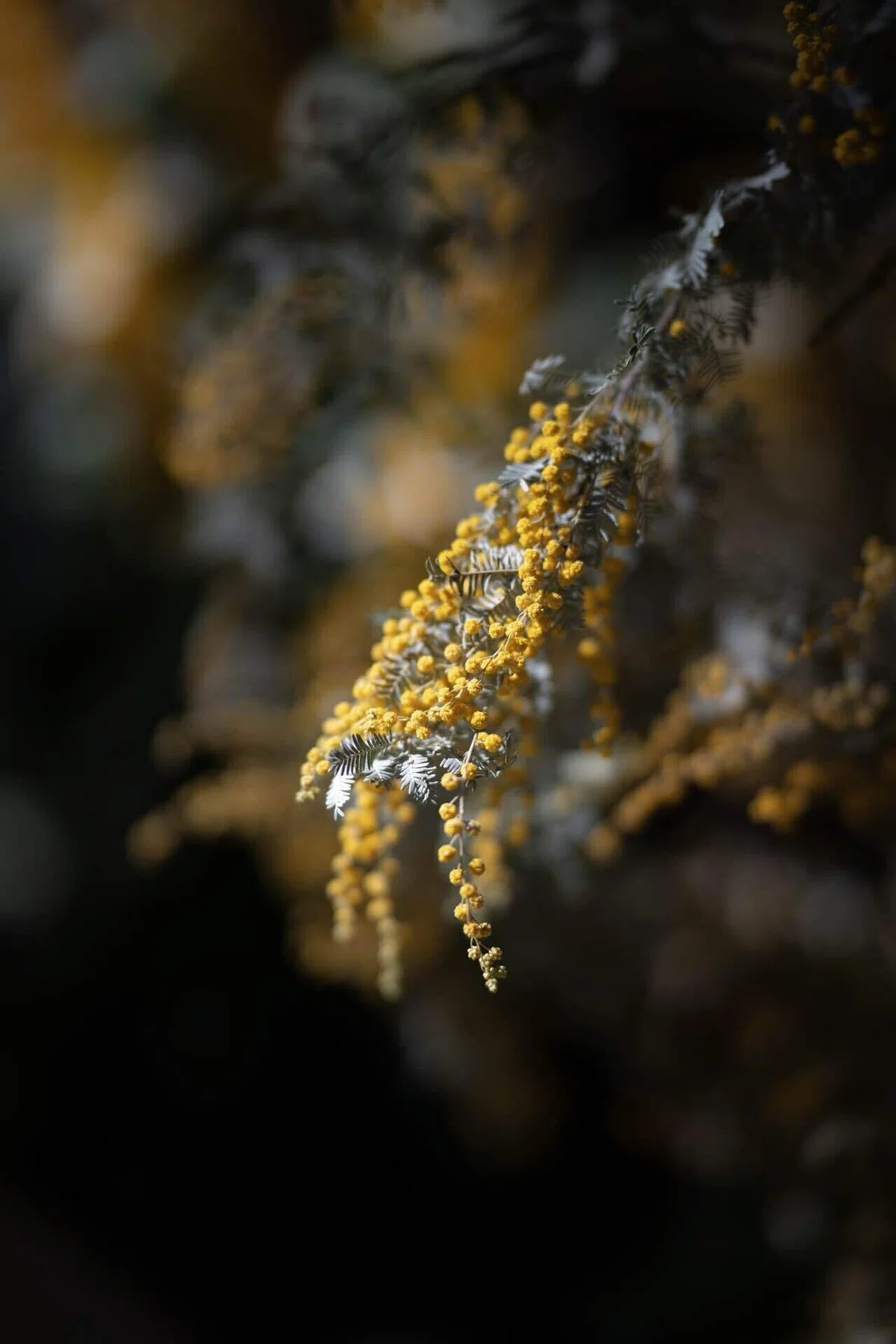 [With Examples] Z 85mm f/1.2 S｜むぎ
